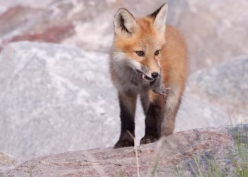 Comment nos amis les renards pourraient freiner la progression de la maladie de Lyme