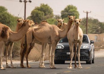 Le Porsche Cayenne électrique : l’aventurier qui va vous surprendre !