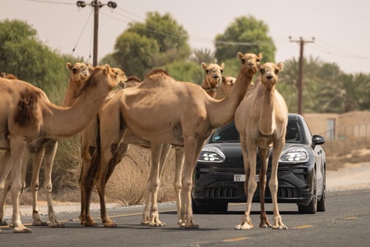 Le Porsche Cayenne électrique : l’aventurier qui va vous surprendre !