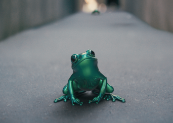 La grenouille Twingo : comment une moquerie s’est transformée en véritable emblème publicitaire ?